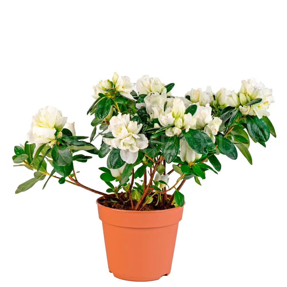 202987 Рододендрон белый